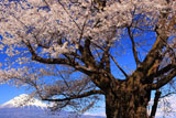 静岡県の桜
