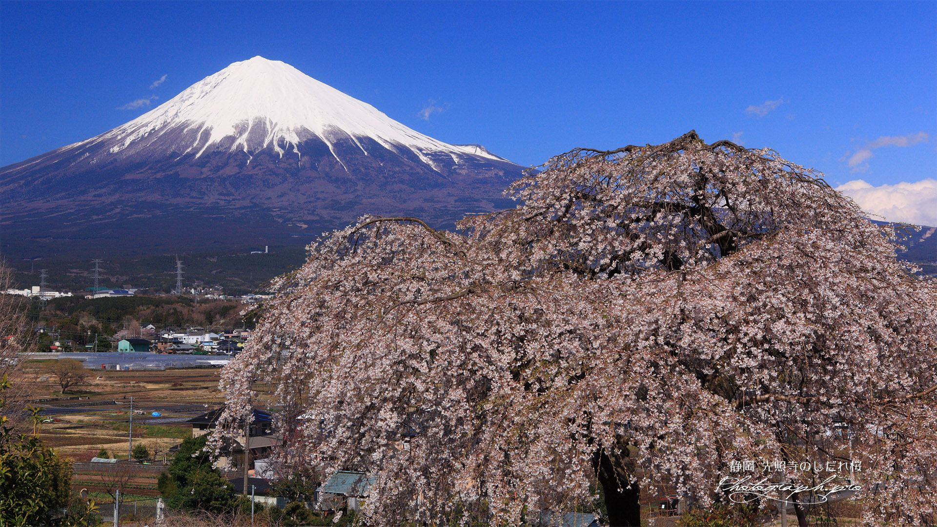 先照寺のシダレザクラ