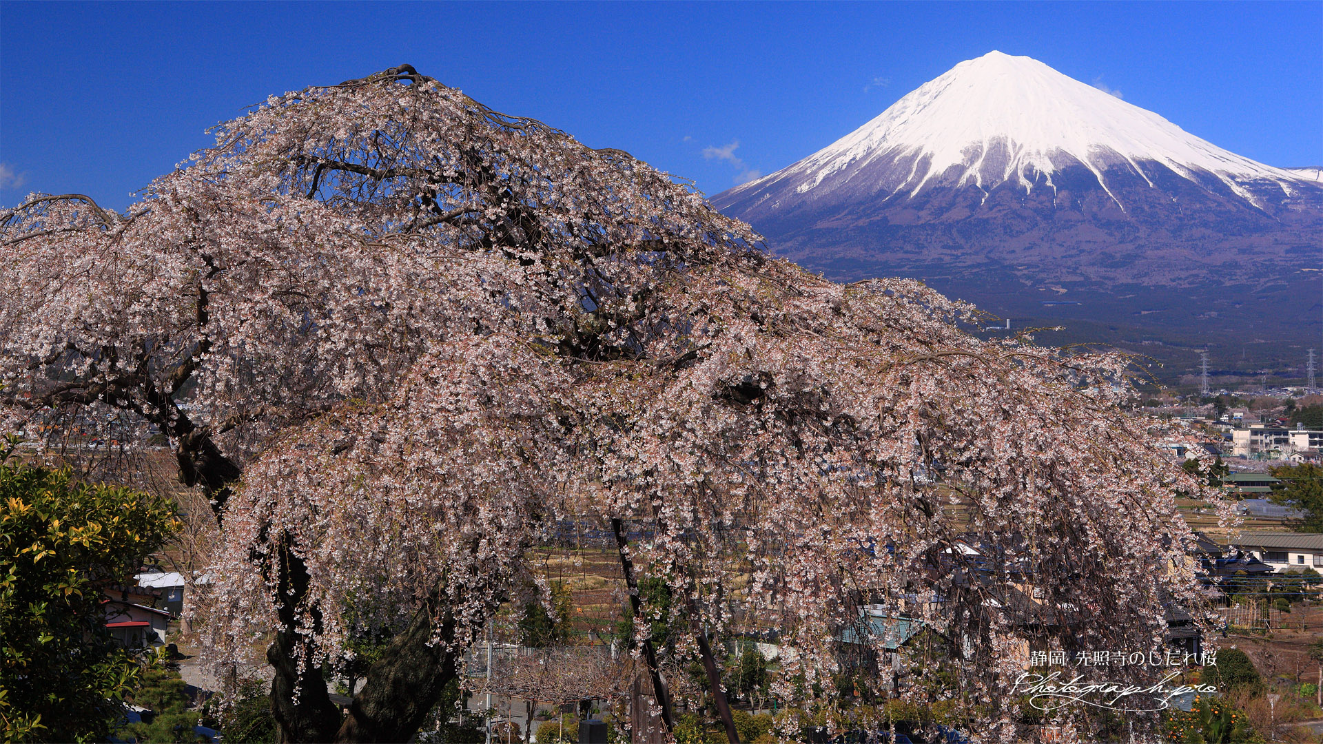 先照寺の枝垂れ桜