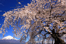 先照寺のしだれ桜