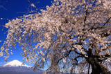 先照寺のしだれ桜