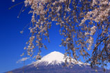 先照寺の枝垂桜