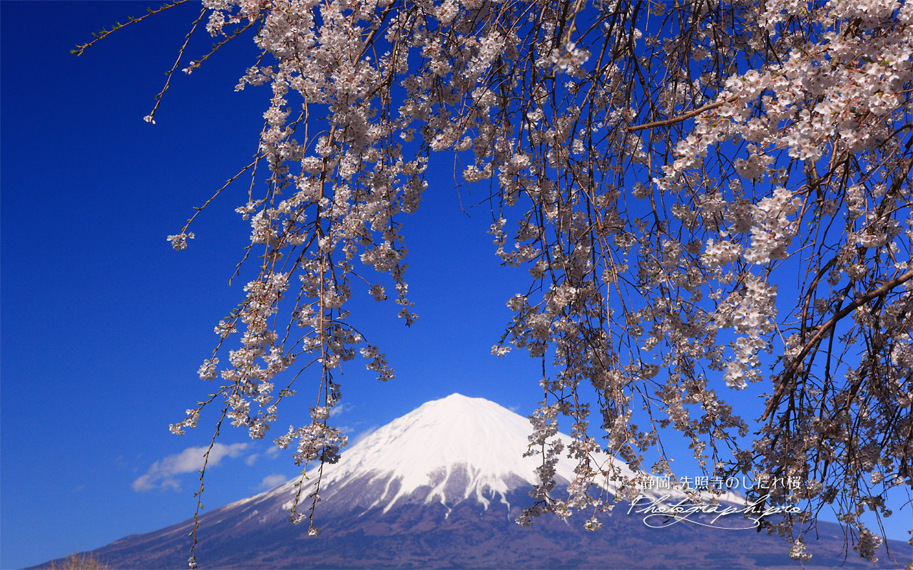先照寺の枝垂桜 壁紙