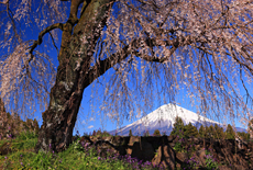 常境寺のしだれ桜