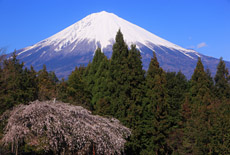 延命寺のシダレザクラ