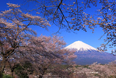 興徳寺の桜