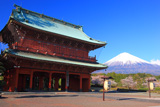 大石寺の桜