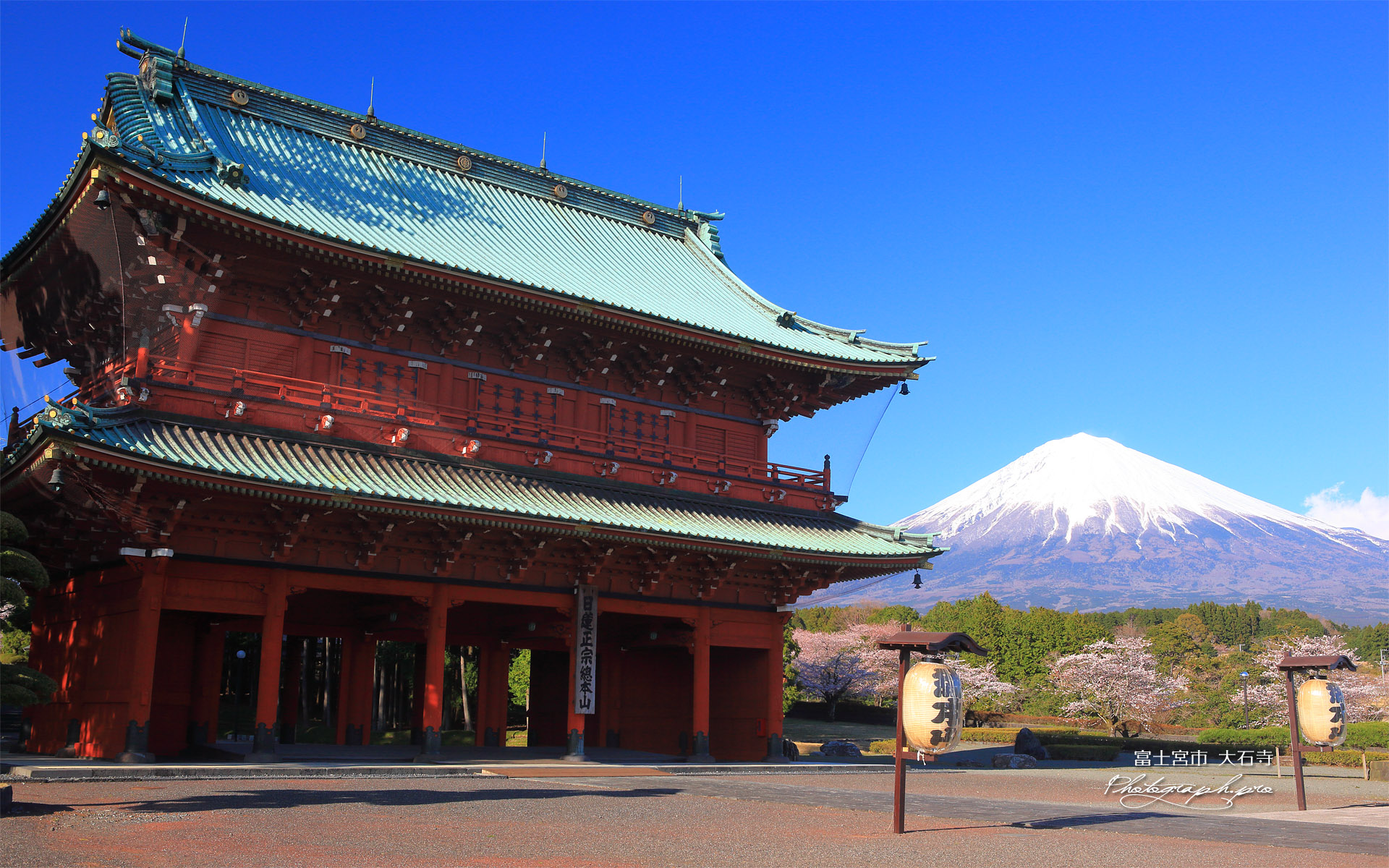 大石寺の桜