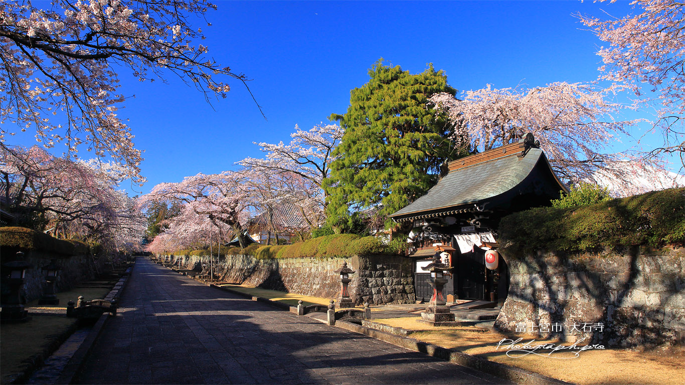 大石寺の桜 壁紙