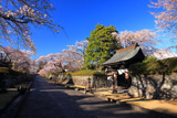大石寺の桜