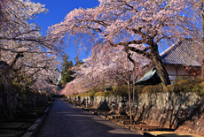 大石寺の桜