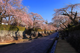 大石寺の桜