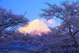 浅間大社の桜 赤富士