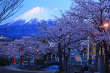 浅間大社の桜 残照の富士山