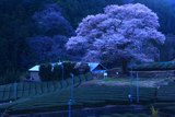 塩本牛代の江戸彼岸