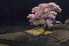 牛代のみずめ桜