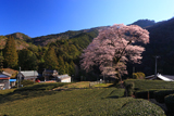 牛代の水目桜