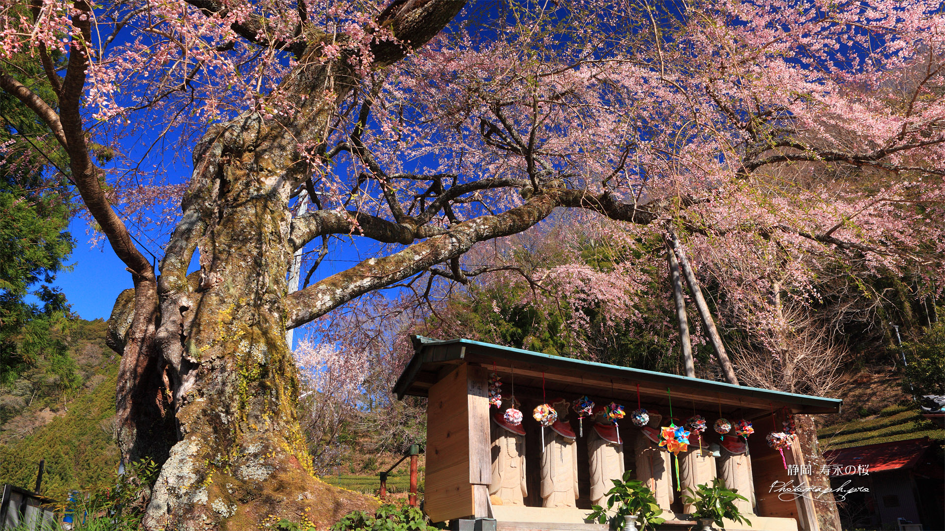 開基桜