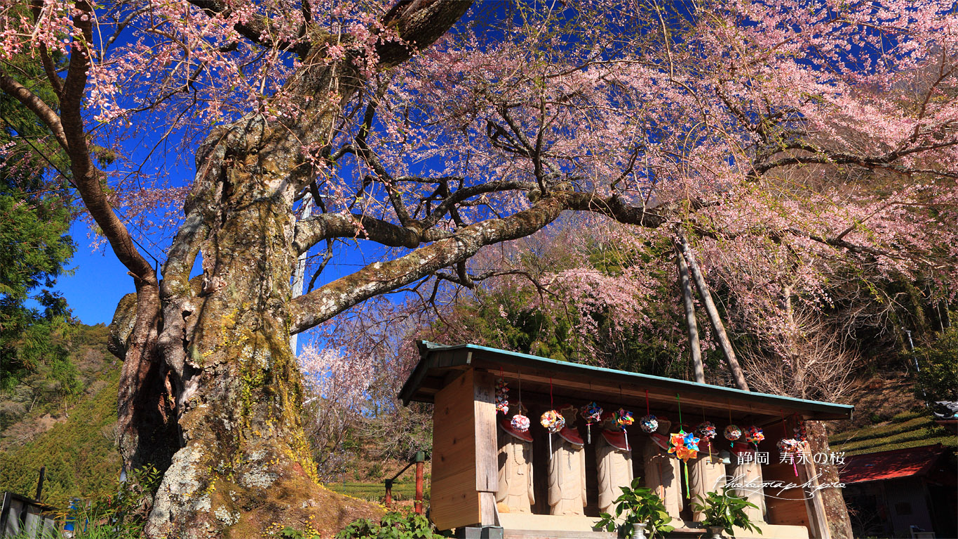 開基桜 壁紙