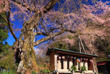 開基桜