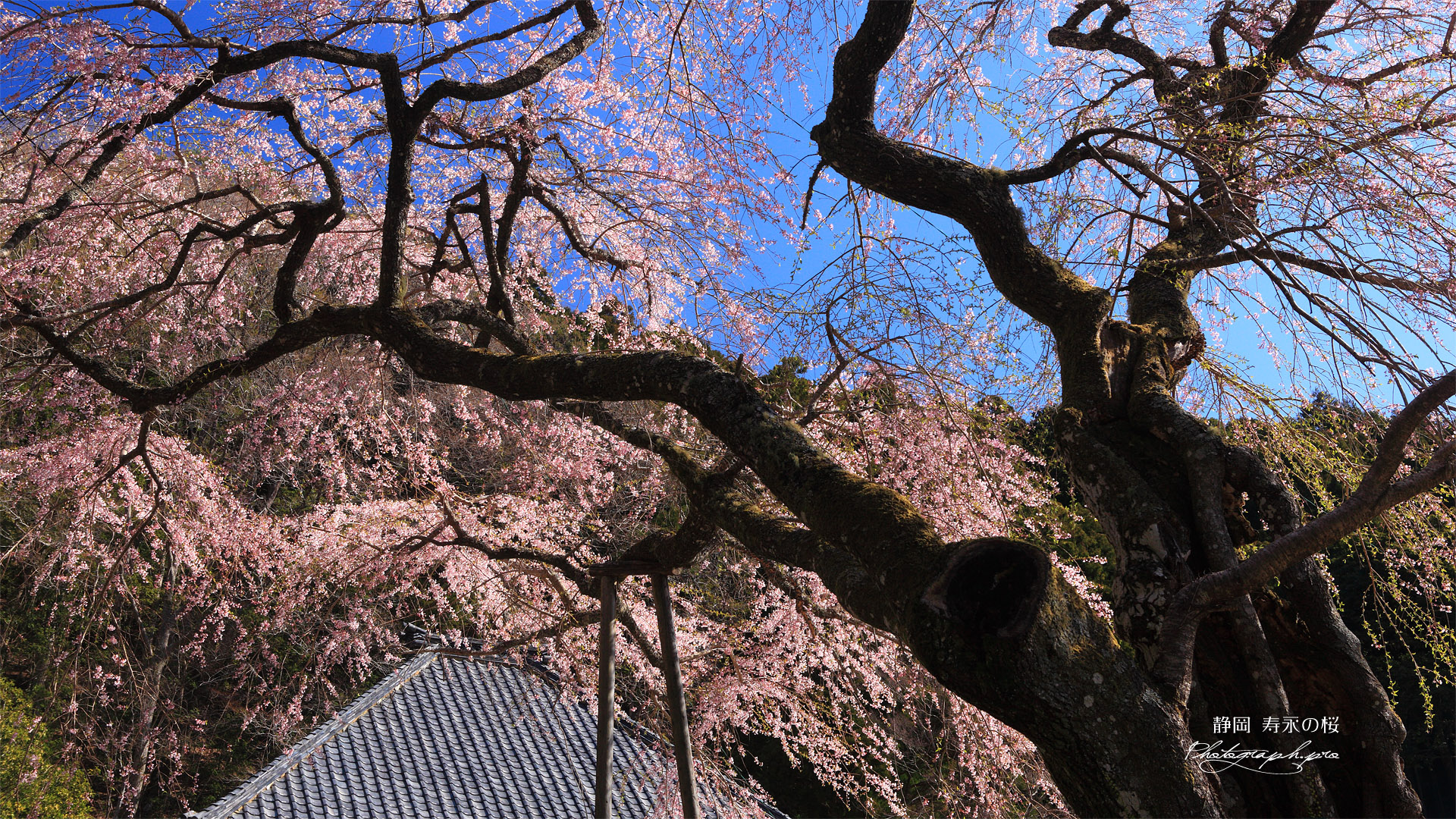 久円寺の寿永の桜
