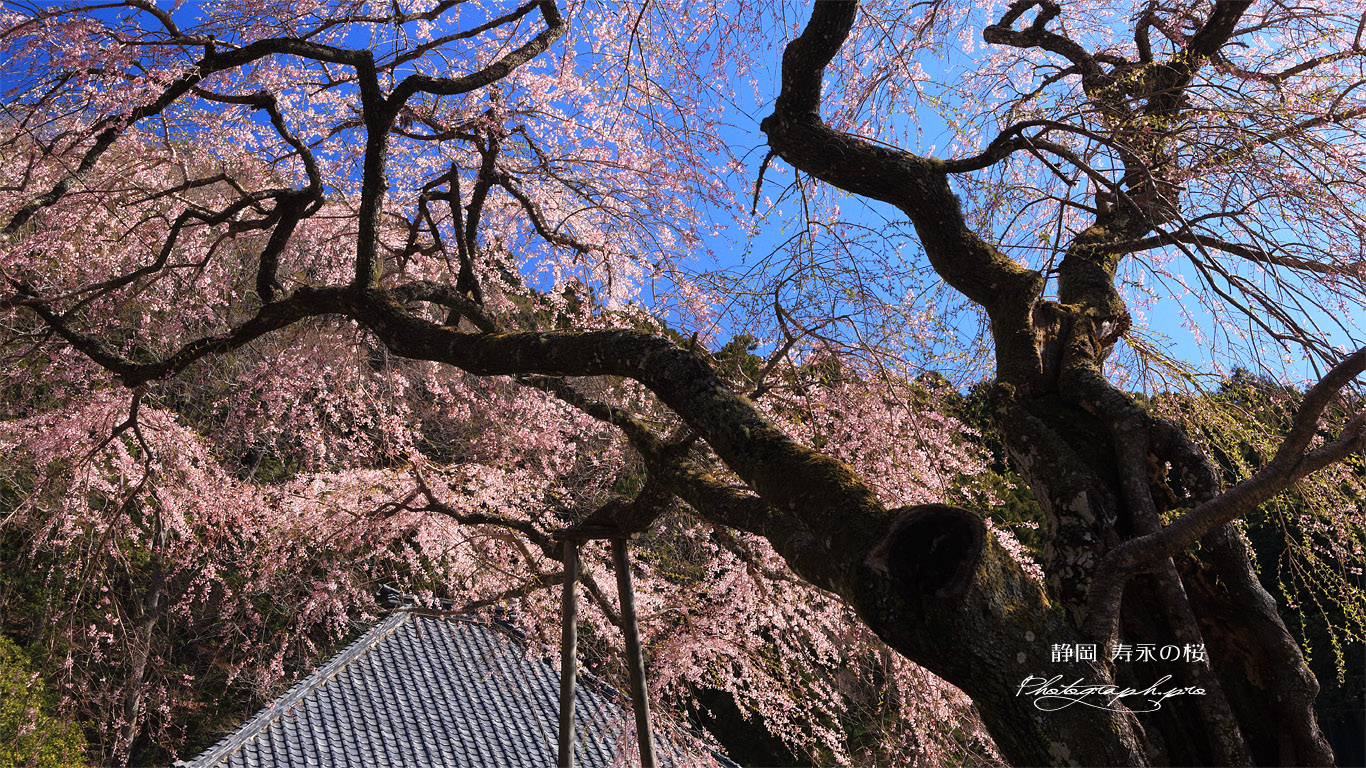 久円寺の寿永の桜 壁紙
