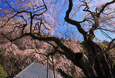 寿永の桜