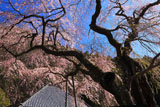 久円寺の寿永の桜