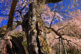 源平桜