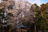 妙法華寺のヤマザクラ