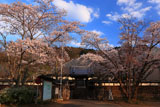 妙法華寺の桜