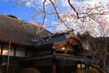 お万の桜