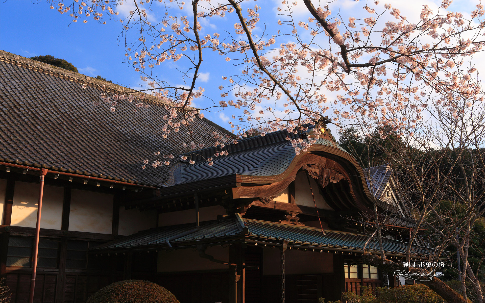 お万の桜