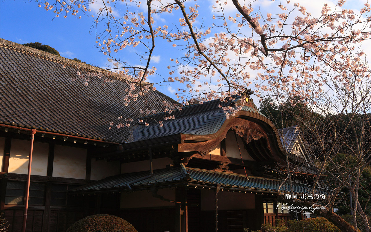 お万の桜 壁紙