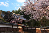 妙法華寺の桜 百間塀