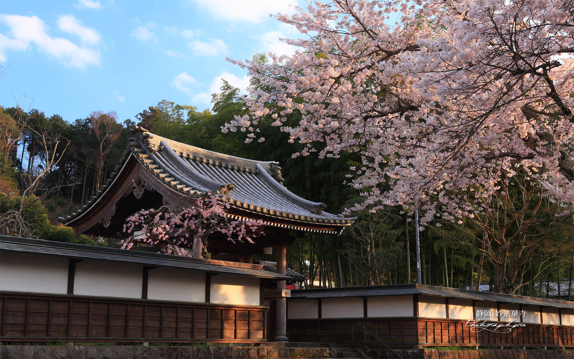 妙法華寺の桜 百間塀