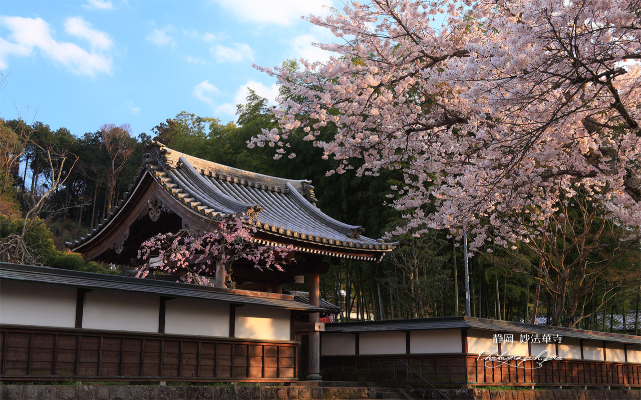 妙法華寺の桜 百間塀 壁紙