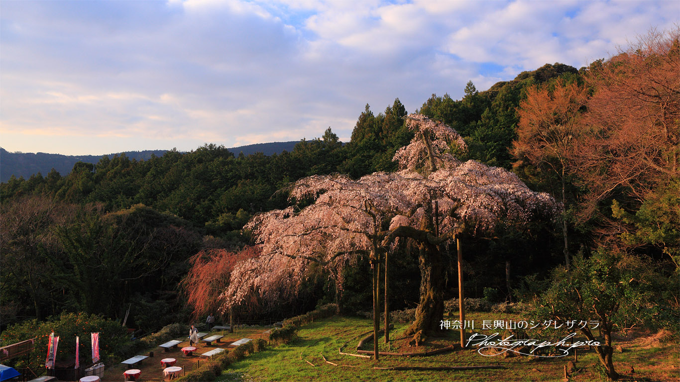 長興山のしだれ桜 壁紙