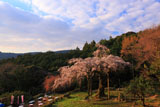 長興山のしだれ桜