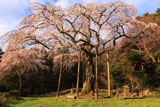 長興山の枝垂れ桜