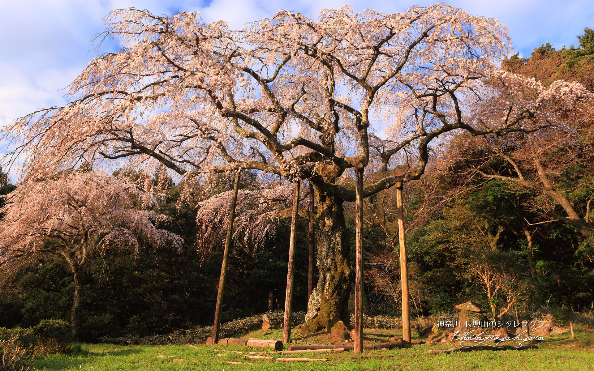 長興山の枝垂れ桜