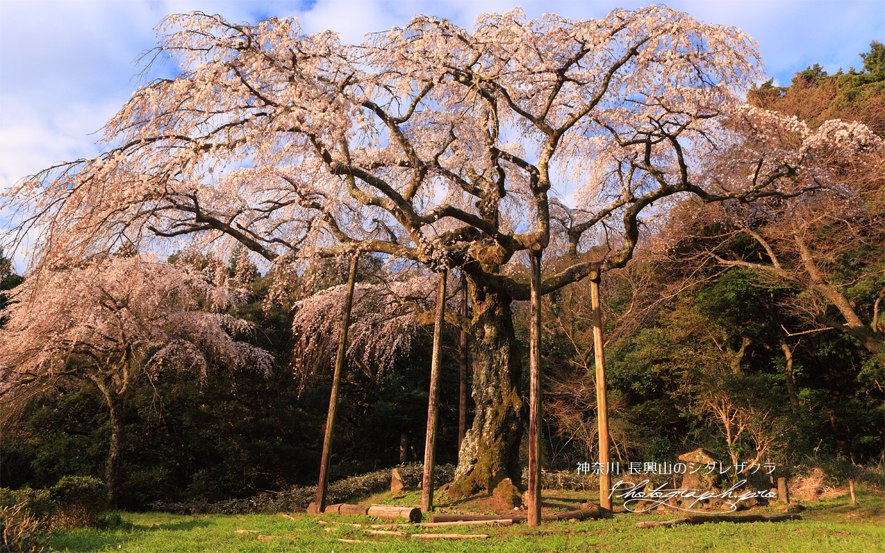 長興山の枝垂れ桜 壁紙