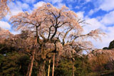 長興山の枝垂桜