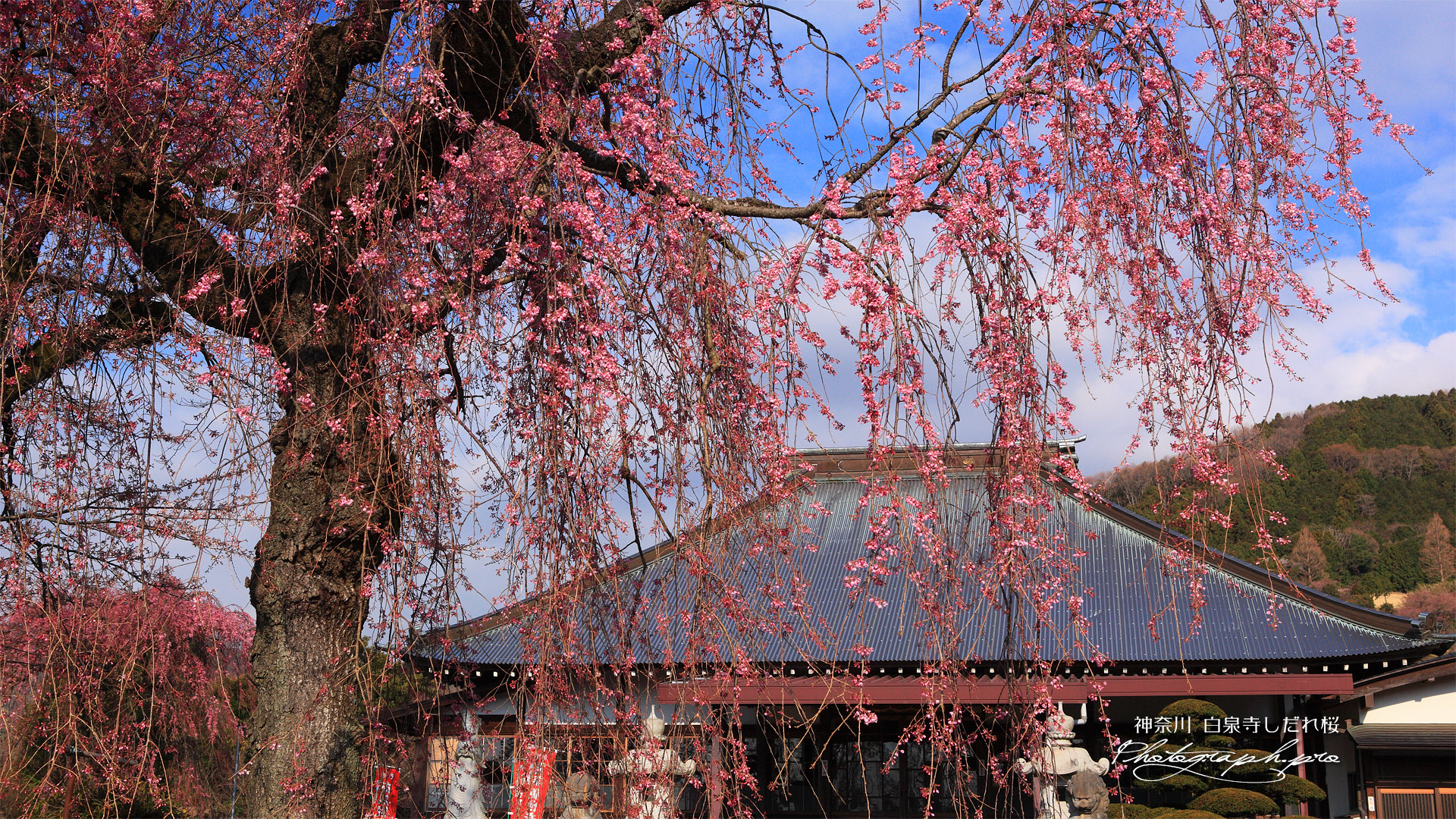 白泉寺枝垂桜