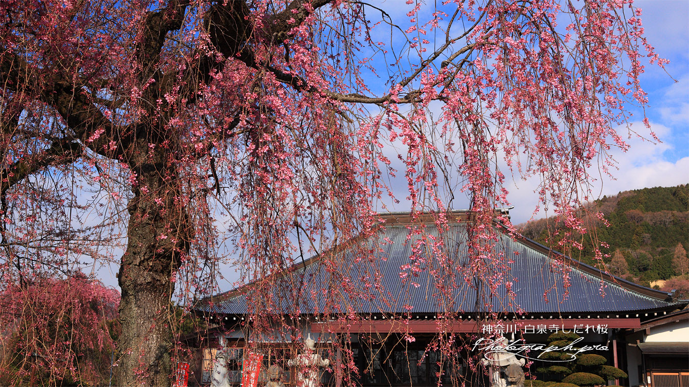 白泉寺枝垂桜 壁紙