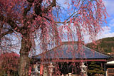 白泉寺枝垂桜