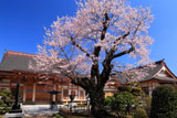 天応院の桜