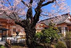 天応院の桜