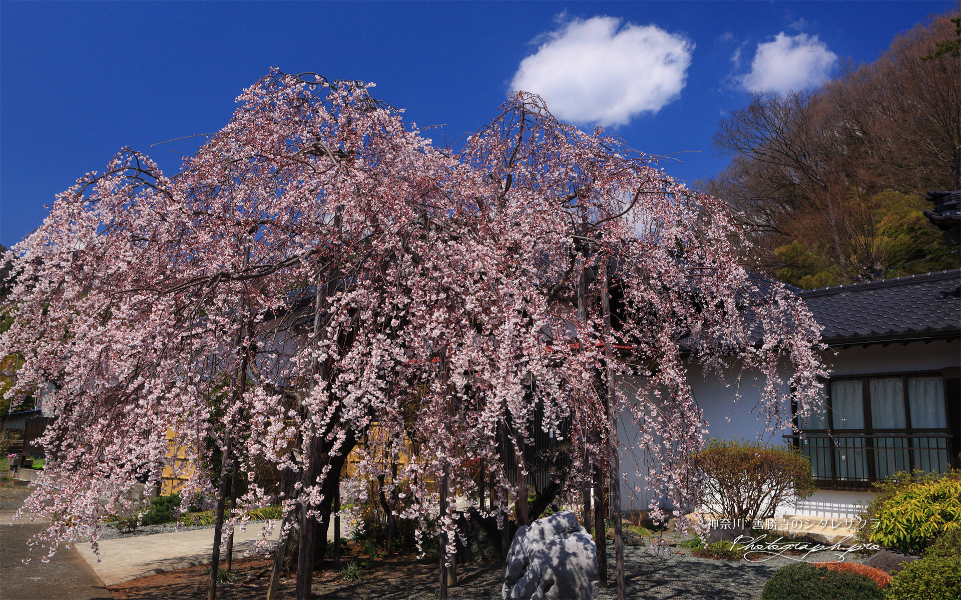 善勝寺のシダレザクラ