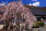 善勝寺の枝垂れ桜